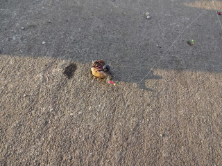 Fishing at port in Aomori, Japan