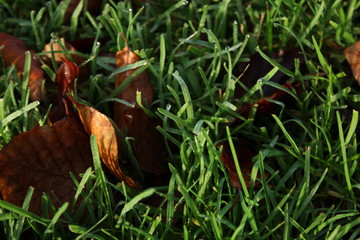 Laub im Gras