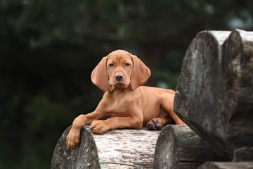 Cute Puppy Vizsla in nature