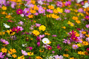 Colorful flower field of wild flowers on a cool day