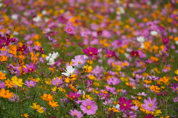 Colorful flower field of wild flowers on a cool day