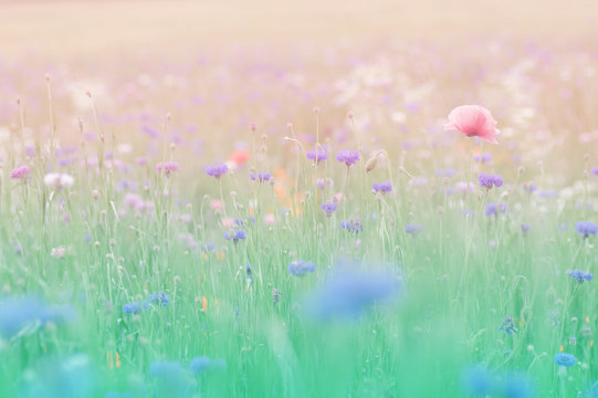 花畑 の画像 238 2 件の Stock 写真 ベクターおよびビデオ Adobe Stock 花畑 の画像 238 2 件の Stock 写真 ベクターおよびビデオ Adobe Stock