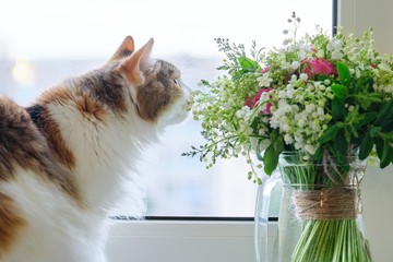 Adult tricolor domestic cat sitting on windowsill with bouquet of spring flowers