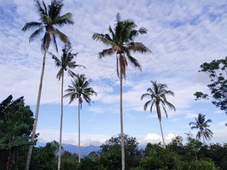 palm trees and blue sky