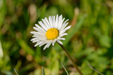 single white common lawn daisy (Bellis perennis) flower detail in lawn