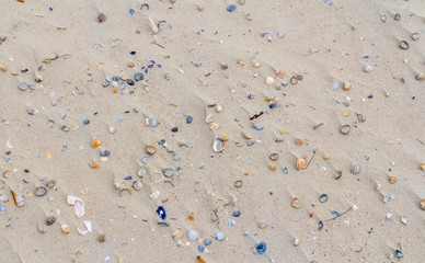 seashells on a beach