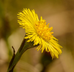 yellow coltsfoot (Tussilago farfara) flower detail macro