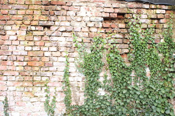 Backsteinwand mit Efeu