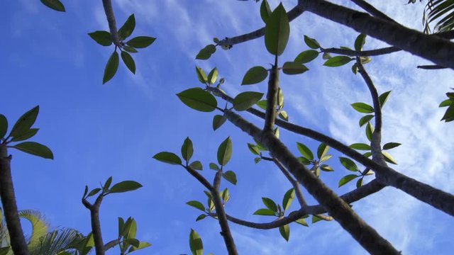Look up towards Frangipani plants against blue sky with light white clouds in beach house garden