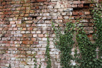 Alte Backsteinwand mit Efeu