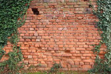 Alte Backsteinwand mit Efeu als Ramen