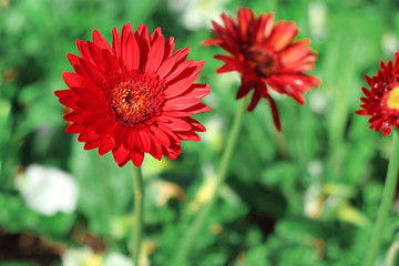 Beautiful red gerbera daisy flower blooming in the garden with blurred background.