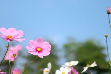 Beautiful cosmos flower blooming in the garden with blurred background.