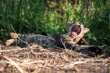 Gray tabby cat lies in the grass and yawns widely with open mouth.