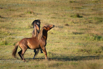 Two wild Kaimanawa stallions playing on the green hills of mountain ranges