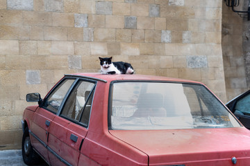 Cat lies on old car. Undomesticated black and white cat lives in street. 
