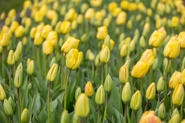 Rows of yellow tulips in Dutch