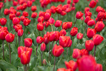 red tulips in the netherlands