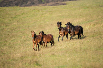 Wild Kaimanawa horses galloping with flying mane on the green hills of mountain ranges
