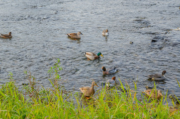 京都の鴨川の水鳥