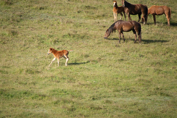 Wild Kaimanawa horses galloping with flying mane on the green hills of mountain ranges