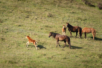 Naklejka na ściany i meble Wild Kaimanawa horse family playing on the green hills of the mountain ranges
