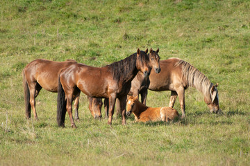 Kaimanawa wild horses standing on the green grassland in the mountain ranges