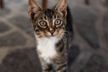 Closeup portrait of a cat. Young cat poses. Beautiful large eyes. 