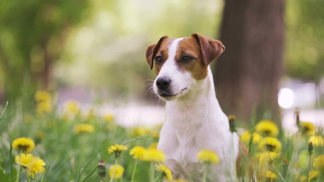Happy Dog with flowers fields in background