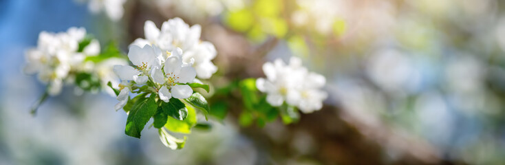 blurred apple tree background in bloom with sunlight