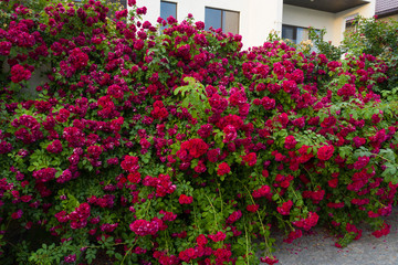Red tea rose fence. Fence decoration from prying eyes.