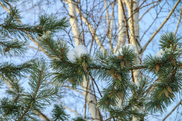 Winter pine