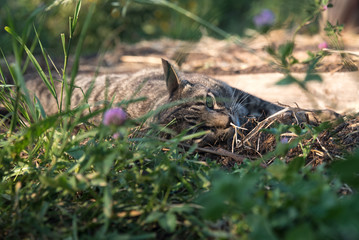 Gray tabby cat lies in the grass and basks in the warm summer sun