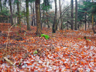 autumn leaves in forest diorama