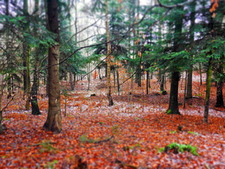 autumn in the park diorama fall