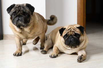 Obraz premium two pugs lying on the floor