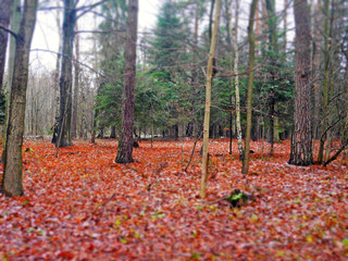 autumn in the park diorama