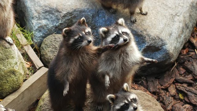 A few raccoons are looking up.