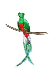 Fototapeta premium Exotic colorful bird with long tail