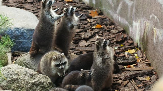 Many raccoons catch food near the wall.