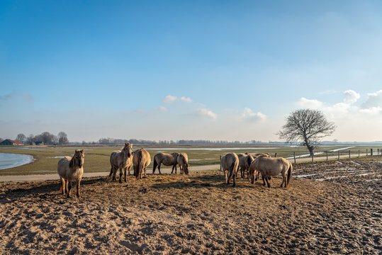 Konik horses in early morning sunlight