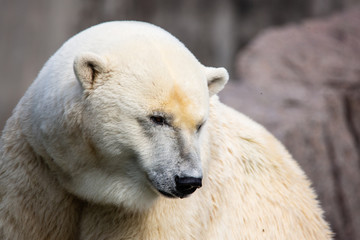 Portrait Eisbär