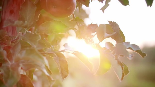 Handheld video shows of man&rsquo;s hand picking apple