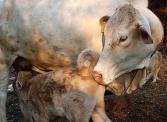 Fototapeta premium Cows and mothers love each other