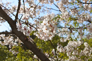 青空とさくら
