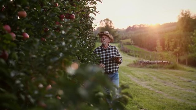 Handheld view of farmer using technology in the apple orchard