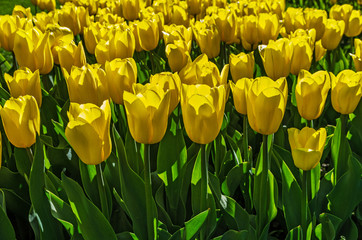 yellow tulips festive mood, mother's day or easter amazing spring flowers