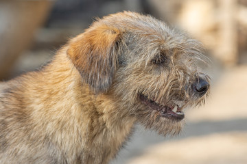 Naklejka na ściany i meble closeup portrait sad homeless abandoned brown dog in shelter