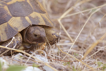 turtle crawls in nature on a Sunny day