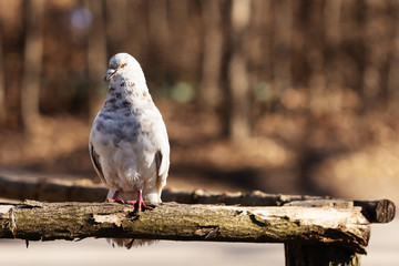 pigeon at city park in spring